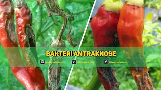 Bakteri Antraknose