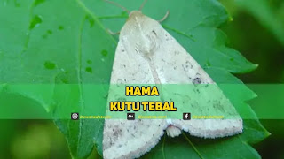 HAMA KUTU TEBAL