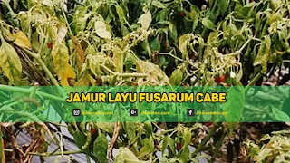 Jamur Fusarum Cabe