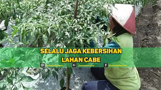 KEBERSIHAN LAHAN TANAMAN