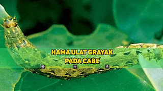 Ulat Grayak Serangga Penyerang Tanaman Perkebunan