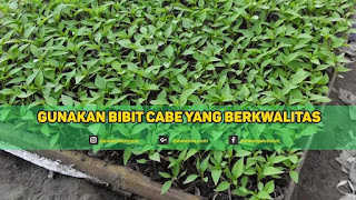 bibit cabai berkwalitas hujan