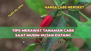 cara merawat cabai saat musim hujan 1