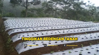 cara merawat tanaman cabai