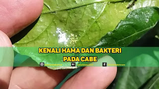 hama dan bakteri pada cabe