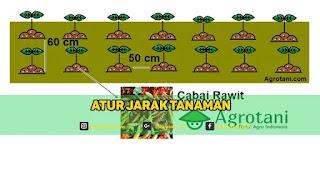 jarak tanaman cabe ideal