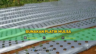 plastik mulsa cabe