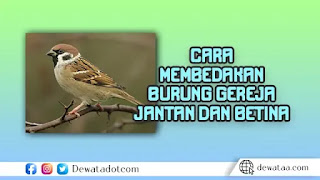 perbedaan burung gereja jantan dan betina 1